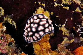  Phyllidiella pustulosa (Sea Slug)